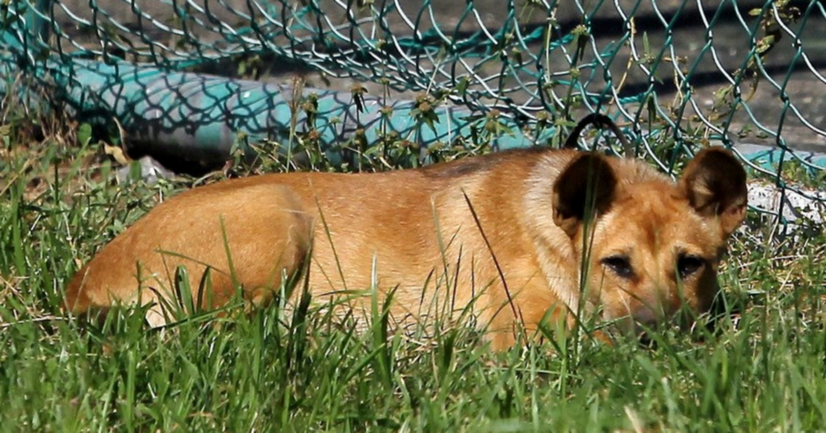 Sabah has detailed plan to control, prevent spread of rabies outbreak