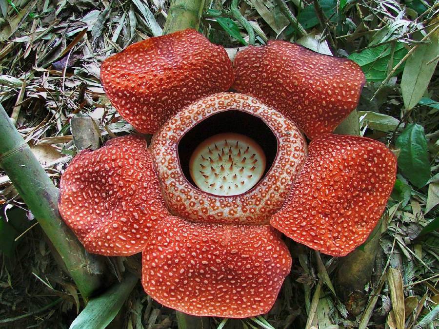 The Rafflesia is known for its strong odour, often compared to rotting flesh, which attracts insects for pollination. - File pic credit (Sabah Tourism Board)