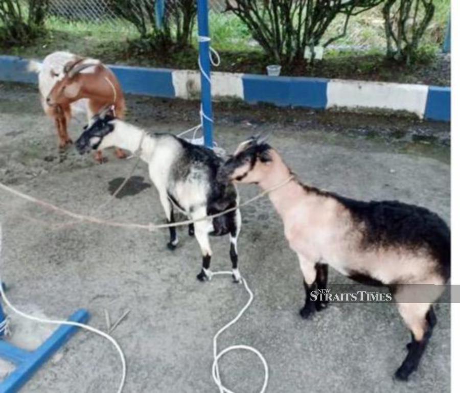 "They had handed over three goats believed to have been stolen. When they noticed police presence, they tried to escape in two cars.” - NSTP/Courtesy of PDRM.