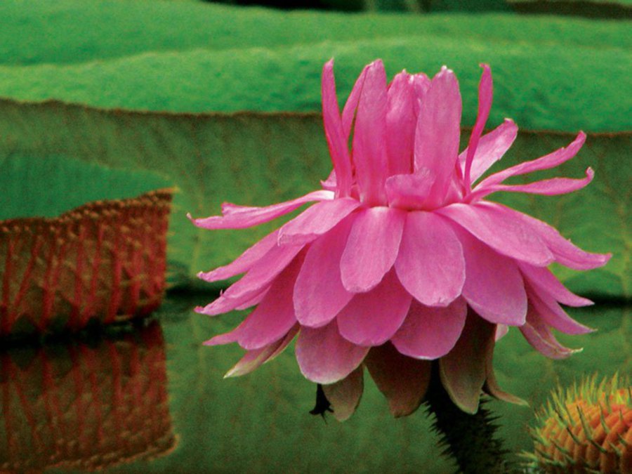 The giant water lily that everyone comes to see. 