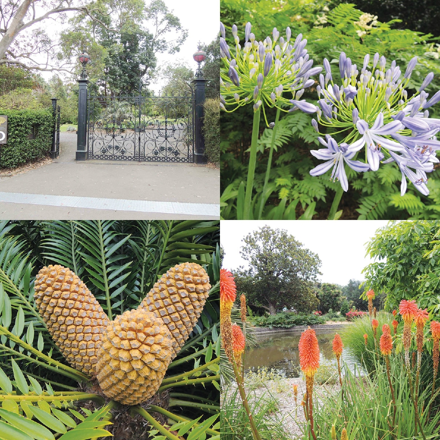 Clockwise from left: The Royal Botanic Gardens Melbourne is home to more than 10,000 species of flowering and non-flowering plants; Botanical haven; Colourful flowers fringe the ponds; Cycad cones contain seeds that are dispersed by wind once they mature.