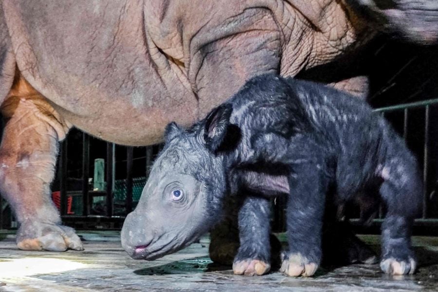 The Indonesian Ministry of Environment and Forestry shows newly born Sumatran rhino calf (Dicerorhinus Sumatrensis) standing next to its mother Delilah, a 7-year-old female rhino, at the Sumatran rhino sanctuary, Way Kambas National Park, in Lampung province. - (Photo by Handout / Indonesian Ministry of Environment and Forestry / AFP) 