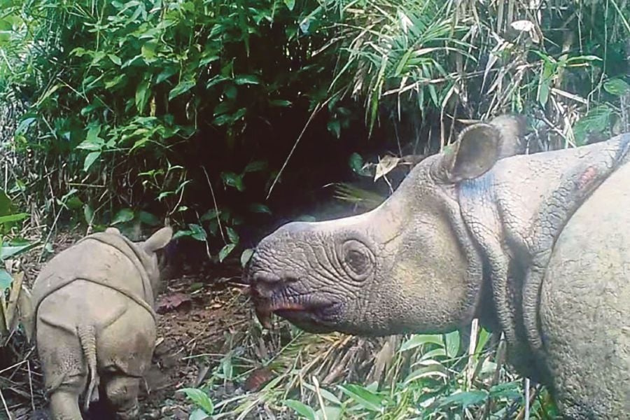 This handout still image photo taken from video footage on May 22, 2020 and released by the Environment and Forestry Ministry shows a male Javan rhinoceros calve named Luther (left) in Ujung Kulon national park in Indonesia?s Banten province. - Two extremely rare Javan rhinoceros calves have been spotted in an Indonesian national park, boosting hopes for the future of one of the world's most endangered mammals. - AFP file pic