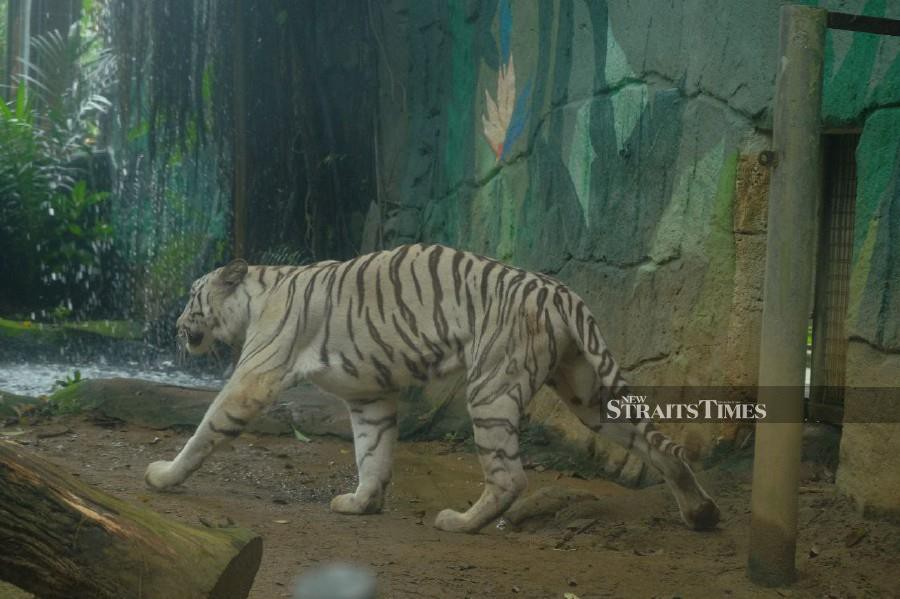 The Wildlife and National Parks Department (Perhilitan) of Perak has confirmed receiving complaints of tiger attacks in Kampung Ulu Kuang, Chemor recently. — NST FILE PIC