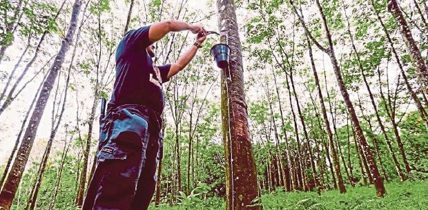 Felda settler stumbles on active WWII bomb in oil palm plantation | New ...