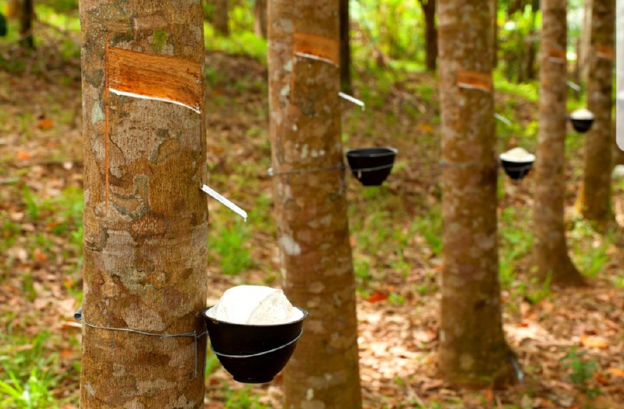 withhold natural rubber exports until March