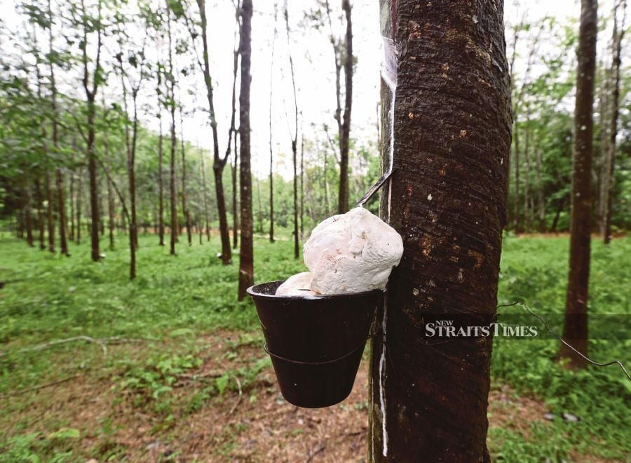 It is time for a comprehensive scenario analysis on the economic potential of natural rubber in the coming years. - NSTP file pic
