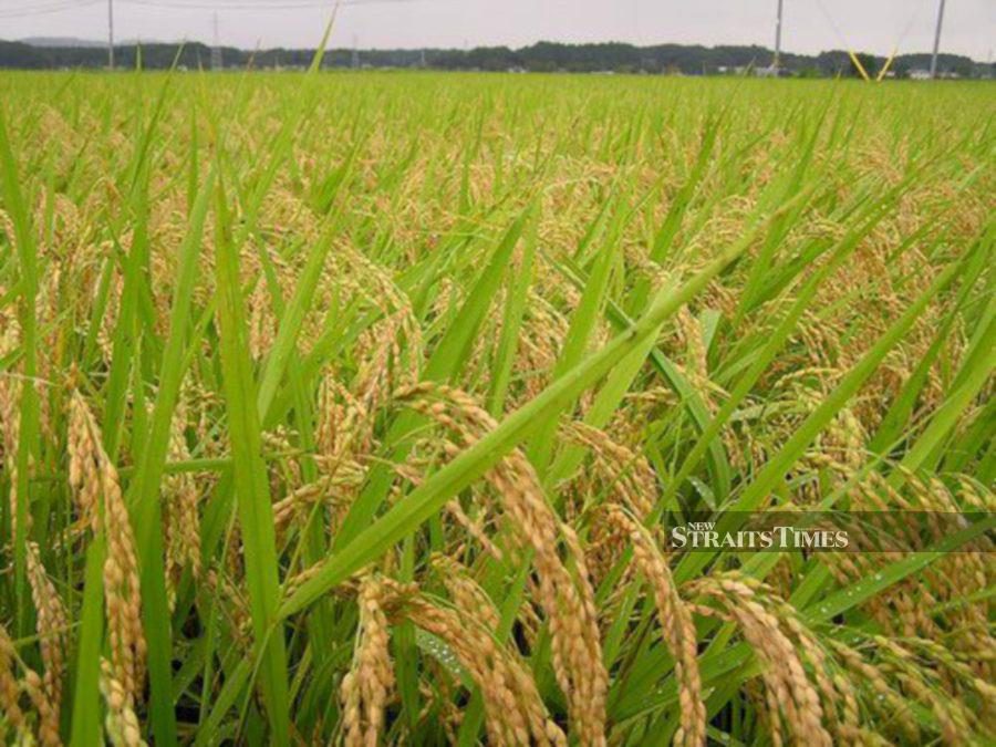 Malaysia’s agriculture and food policies require fundamental reforms. - NSTP file pic