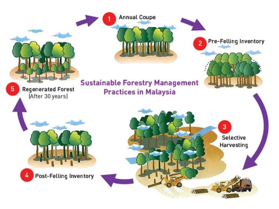  With Sustainable Forestry Management, seedlings are collected from Forest Department nurseries in each state. The trees are monitored and 30 years later are felled for the timber trade.