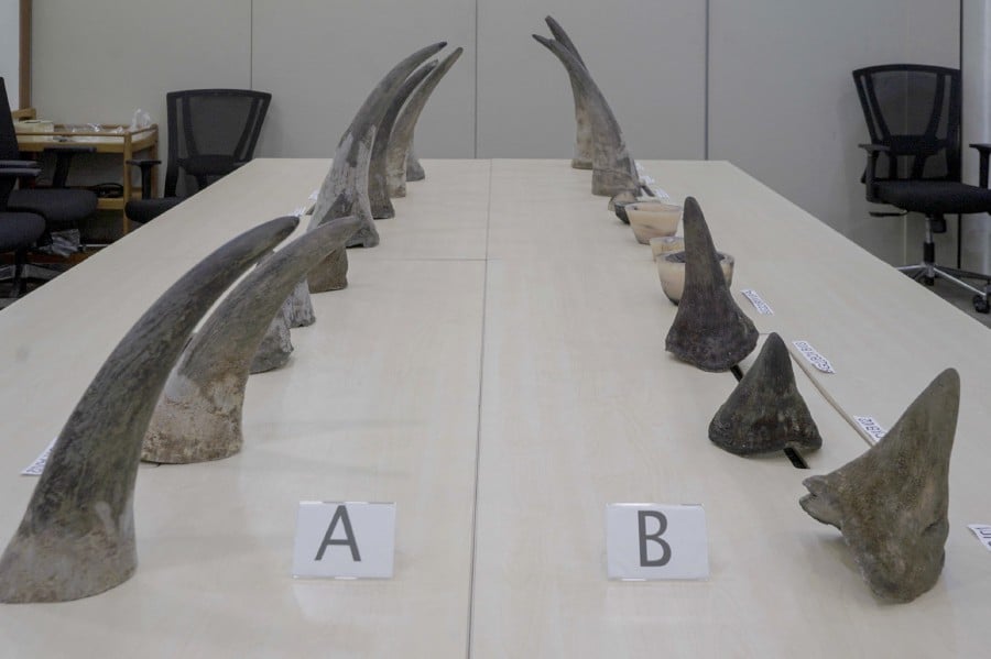 A Singapore court sentenced a South African man to two years in jail on January 26, 2024 for smuggling rhino horns, the heaviest sentence ever handed down in the city-state for smuggling wildlife parts. AFP PIC