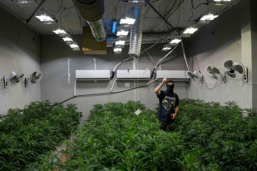 A Catalan regional police forces Mossos d'Esquadra officer counts cannabis plants during a raid at an illegal cannabis plantation in Constanti, near Tarragona. AFP