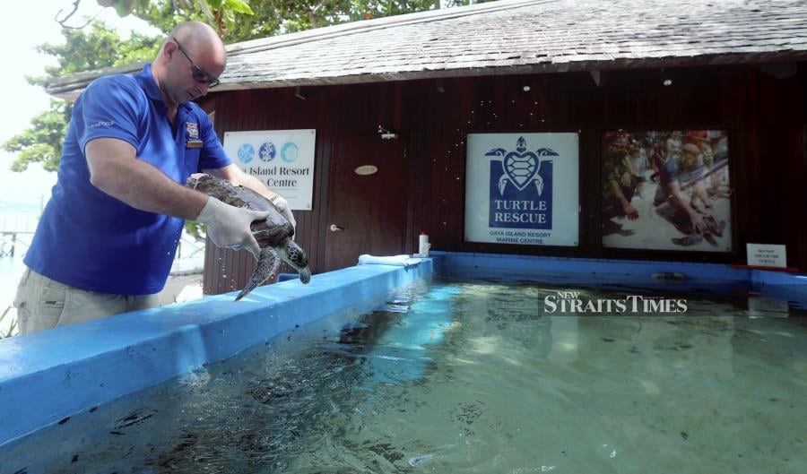 Mayback, who oversees a turtle rescue centre at Gaya Island Resort, said round-the-clock enforcement is needed to ensure marine life stay protected from threats caused by human activities. - NSTP/MALAI ROSMAH TUAH.