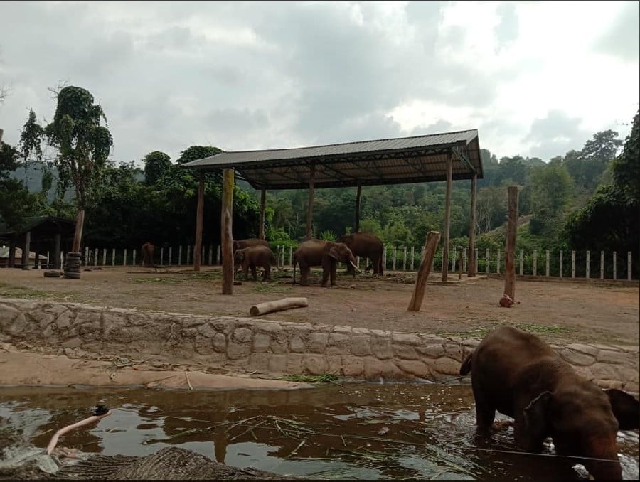 Pic from Facebook/ Lok Kawi Wildlife Park