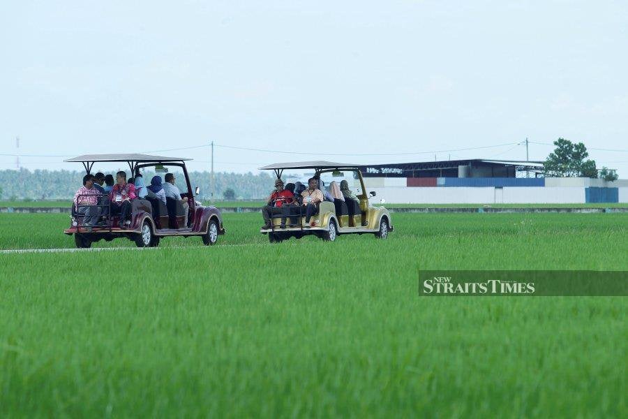 A modified buggy that looks like a classic car takes visitors for a ride around the paddy fields in Sekinchan, Selangor. - NSTP file pic