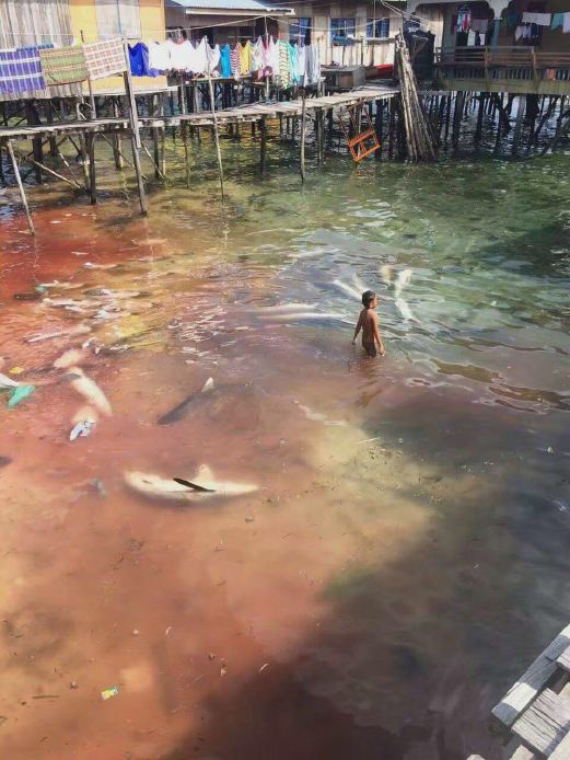 Laws prohibiting shark-hunting and finning are crucial towards the protection of endangered sharks in Sabah, said State Tourism, Culture and Environment minister Datuk Seri Masidi Manjun. Reader courtesy photo