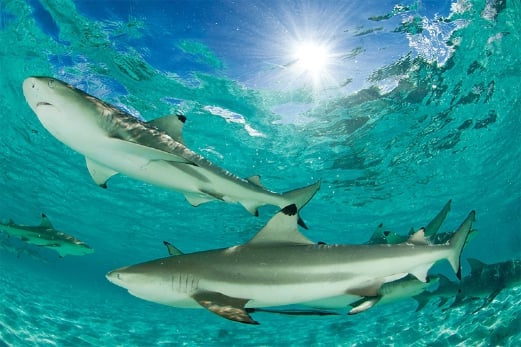 In Hot Soup Wwf Malaysia Pushes To End Shark Fin Consumption