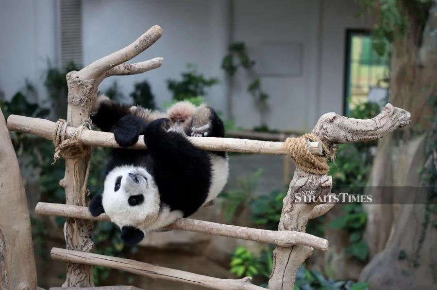 A playful Sheng Yi puts on a show for visitors during an iftar event with media and sponsors at Zoo Negara in 2023. - BERNAMA PIC