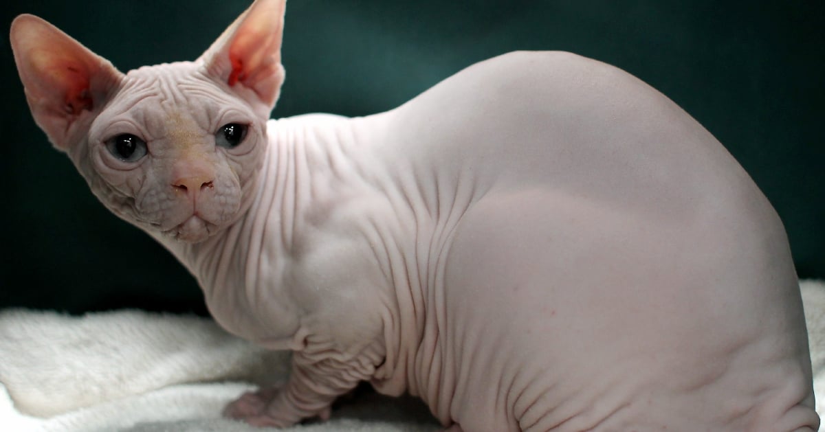 Sphynx differ from other types of cats by the absence of hair. 