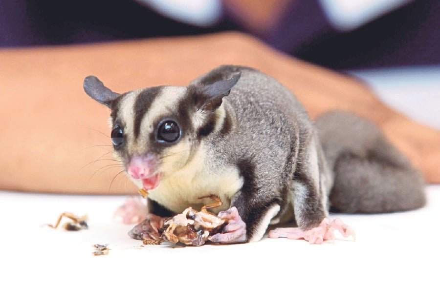 Sugar gliders should not be pets