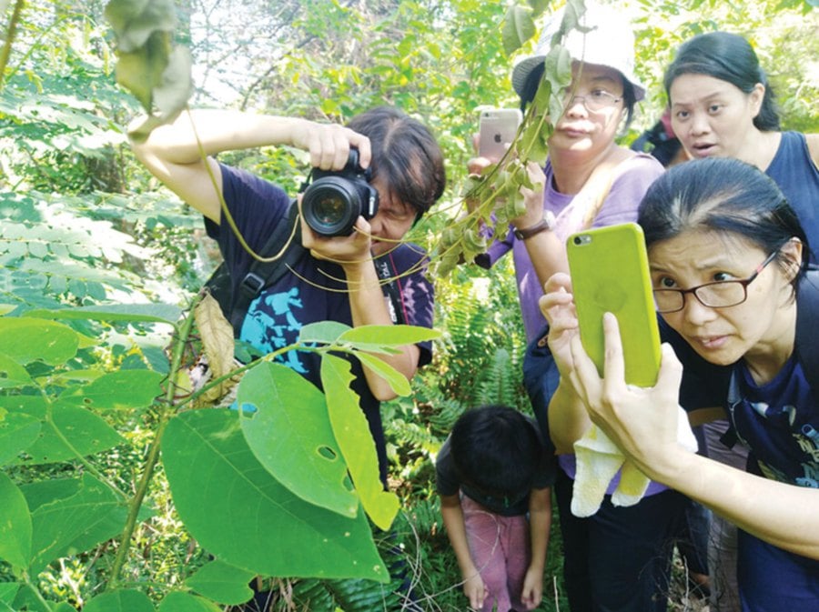 Members of the public making observations of shield bugs of the family Hemiptera in Puchong, Selangor.