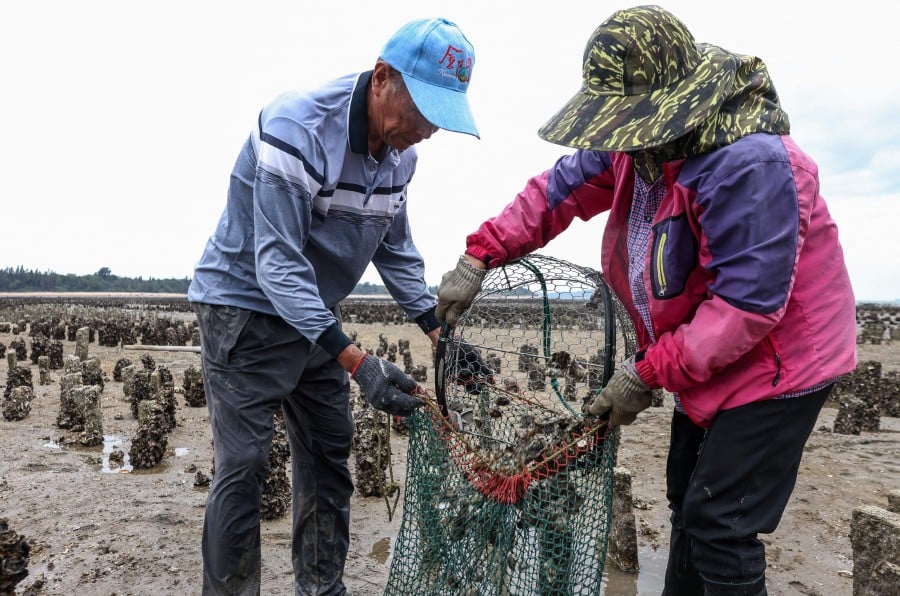 This photo taken on May 19, 2024 shows oyster farmers Li Kai-chen (L) and a woman surnamed Li harvesting oysters near Guningtou village in Kinmen. Kinmen's oyster farmers said they were accustomed to the shows of Chinese might and would focus instead on collecting as many molluscs as they could. AFP