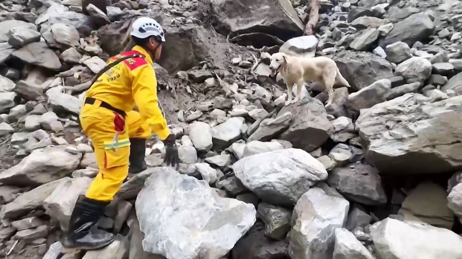 This screen grab from a video taken on April 6, 2024 and released by the Hualien County Fire Department shows a rescuer locating the body of an earthquake victim with the help of Roger, an eight-year-old labrador, in Taiwan's Taroko National Park, three days after the magnitude-7.4 earthquake hit the region. A former drug-sniffing dog who lost his job for being too friendly has emerged as the unlikely MVP of the Taiwan rescue teams searching for survivors after the island's strongest earthquake in 25 years. - (Photo by Laurent FIEVET / Hualien County Fire Department / AFP)