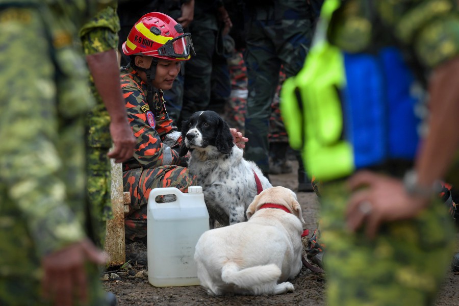 Meet Grouse and Denti, the English Springer Spaniel and Labrador Retriever involved in rescue operations at landslide site in Batang Kali. -Bernama pic