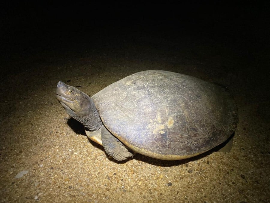 A terrapin caught for measurement at a nesting site along Sungai Kemaman. - Pic courtesy of the Turtle Conservation Society of Malaysia