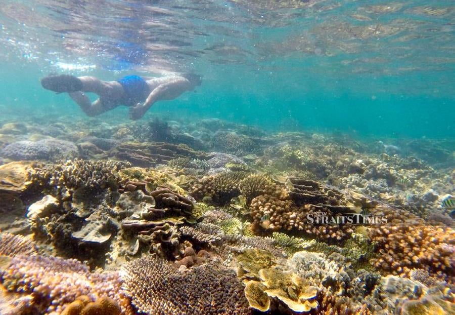 Disruption of marine ecosystems following massive damage to coral reefs in Kalampunian Island, off Kudat, will result in turtles there migrating elsewhere. - NSTP/Kudat Turtle Conservation Association