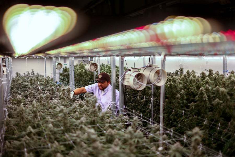 Chalakorn Choomwan, the Operation Director of Amber Farm, works inside cannabis indoor farms at the Amber Farm, in Bangkok, Thailand. (REUTERS/Athit Perawongmetha)