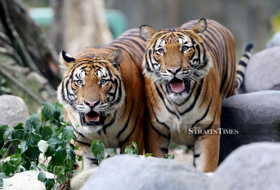 Game changing plan needed to save tigers