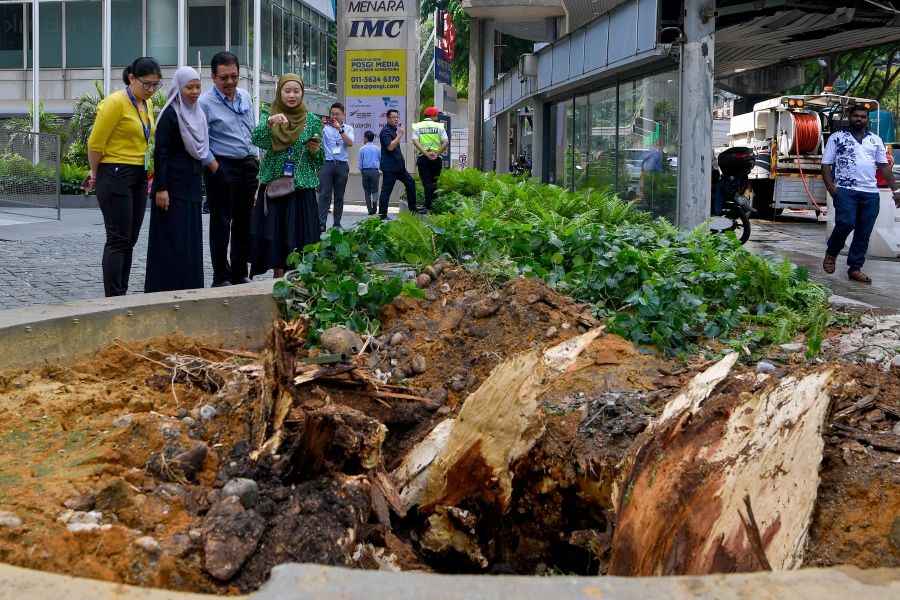 Persatuan Arborist Malaysia president Mohd Zailani Jamil said people should not read too much into viral videos in the past two days on the condition of the tree. - BERNAMA pic