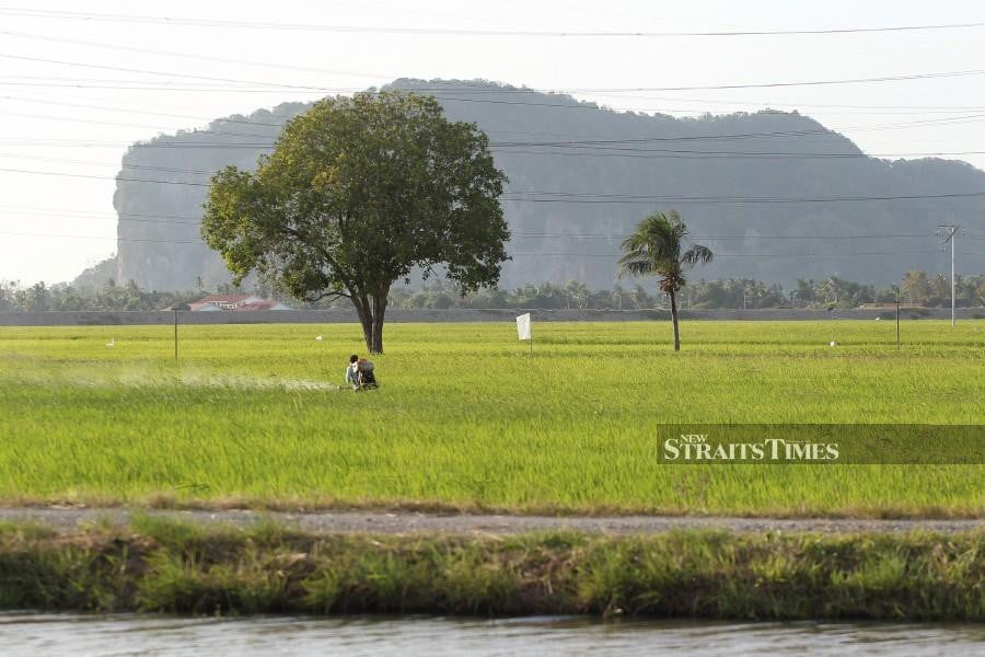 Scent of Thailand's famous fragrant rice is fading