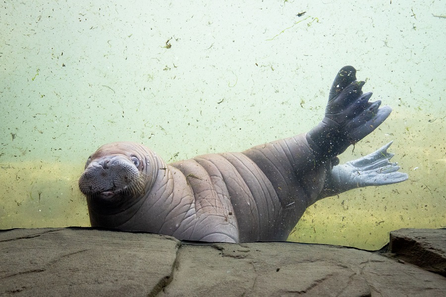A young walrus swims in his pool during his first outing at the Tierpark Hagenbeck zoo in Hamburg, northern Germany. -- Image by dpa/ AFP