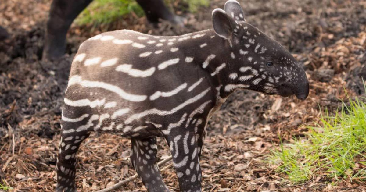 Rare Malayan tapir Megat at Edinburgh Zoo dies | New Straits Times