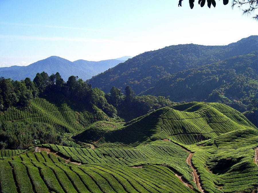 Cameron Highlands continues to charm visitors with its natural beauty and its status as a producer of some of the world's finest teas. - File pic credit (Wikipedia)