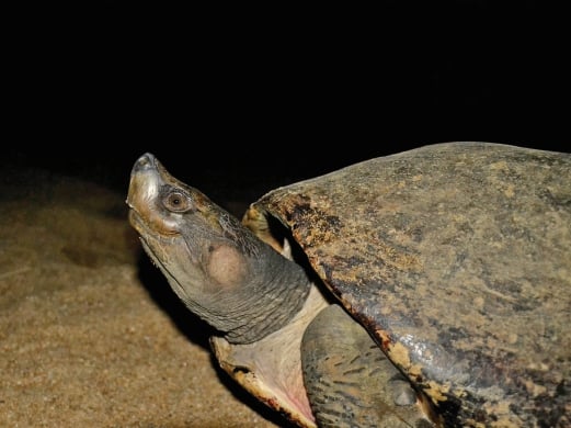 Saving The Terrapins Voice And Determination To Survive The Odds