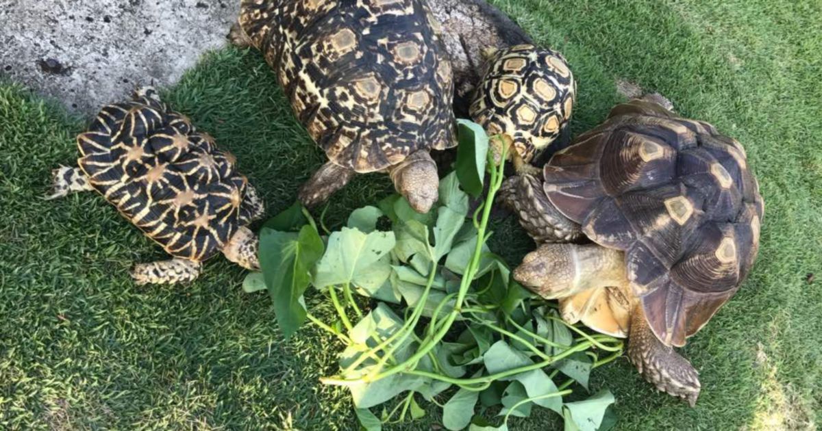 [video] How Do You Take Your Pet Tortoises For A Walk? This Melaka Man 