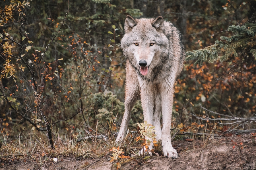 French authorities in the south of the country have temporarily shut down a zoo after a pack of nine wolves escaped from their enclosure during visiting hours, officials said on Friday. - File pic