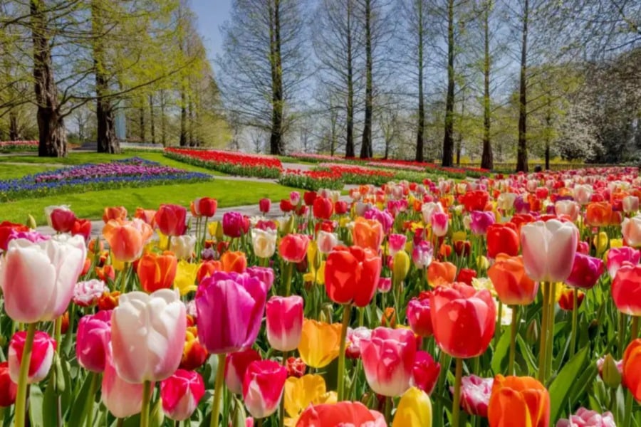 Tulip Mania, which occurred in the Dutch Republic during the 17th century, is one of the most infamous episodes in financial history. pic credit: Tulip Festival Amsterdam website