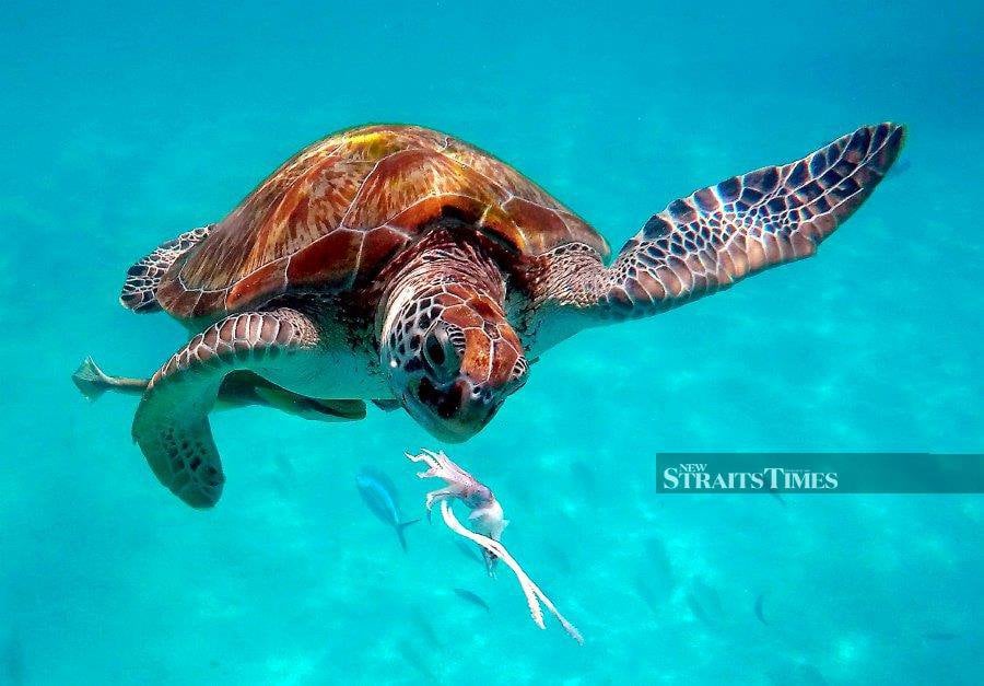 A green sea turtle (Chelonia Mydas), with missing flippers and head, was discovered on Nagalang beach adjacent to Thai Beach Restaurant here over the weekend. - NSTP file pic