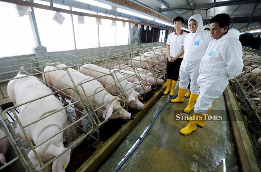 vietnamese pork virus malaysia