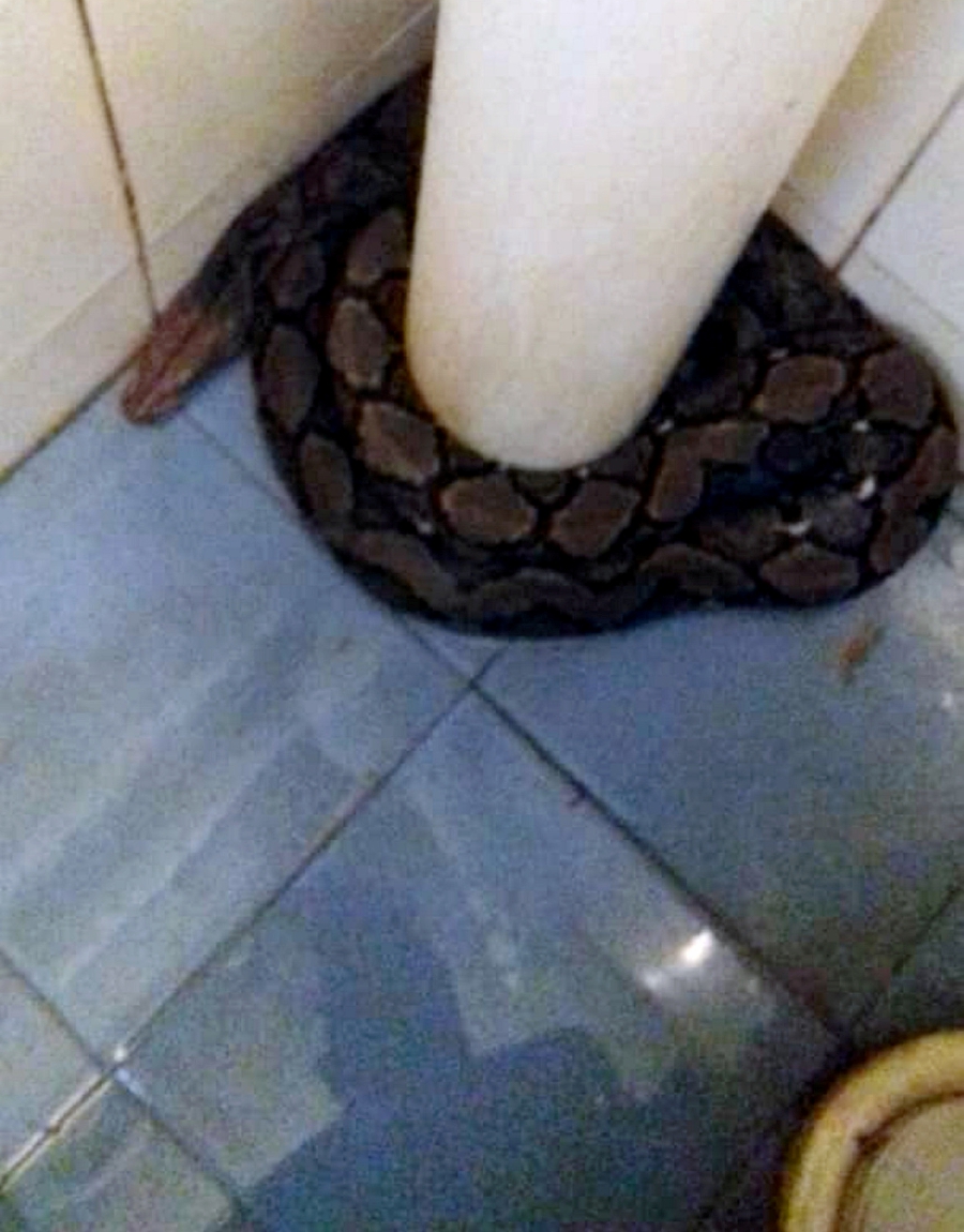 Family Shocked To Find Huge Python Inside Their Toilet