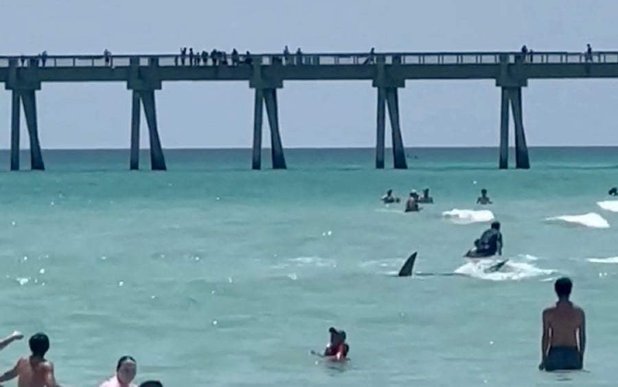 Shark surprises holiday swimmers at Florida beach [NSTTV] New Straits Times Malaysia General