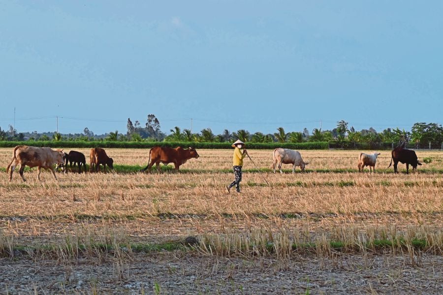 A farmer looks after his cows in an abandoned rice field due to lack of fresh water, in Vietnam's southern Ben Tre province. (Photo by Nhac NGUYEN / AFP)