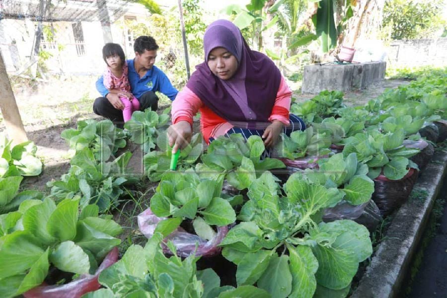 Reaping dividends from urban farming | New Straits Times ...