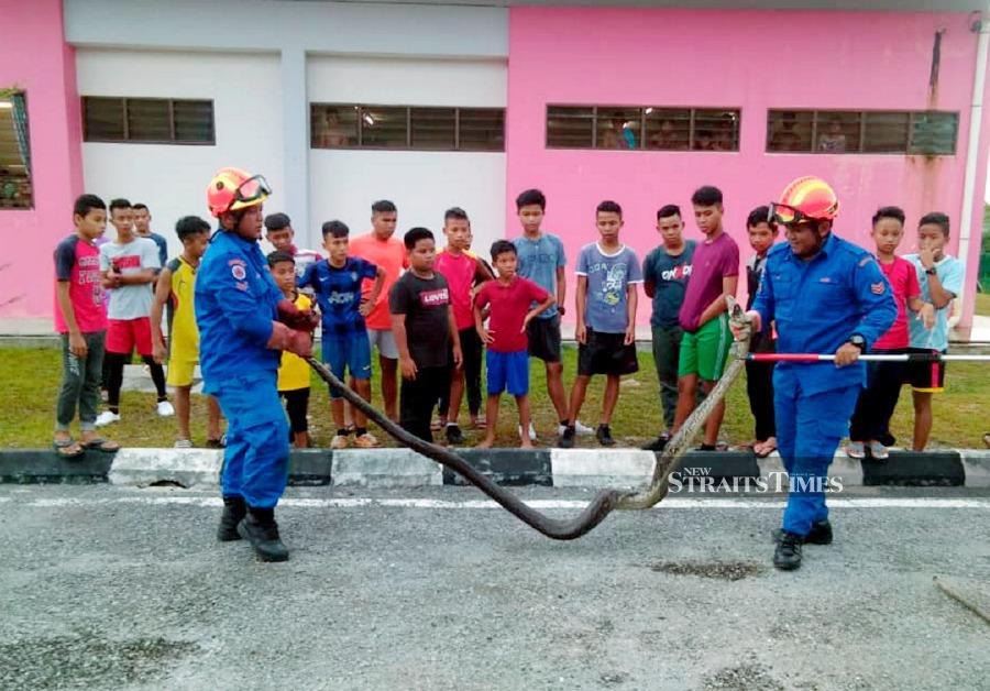 The students of SMK Lingga, here, were shocked when a python appeared as they were having their tea break at the school’s dining hall yesterday. Pic by NSTP/Courtesy of APM