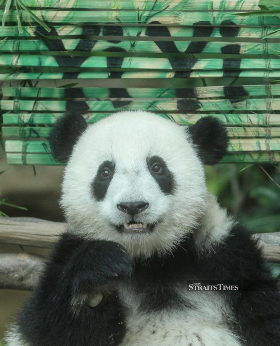 Second giant panda born in Malaysia named Yi Yi | New Straits Times