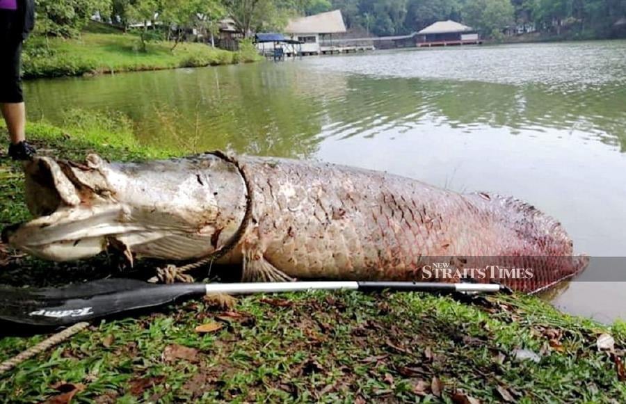 Giant Arapaima