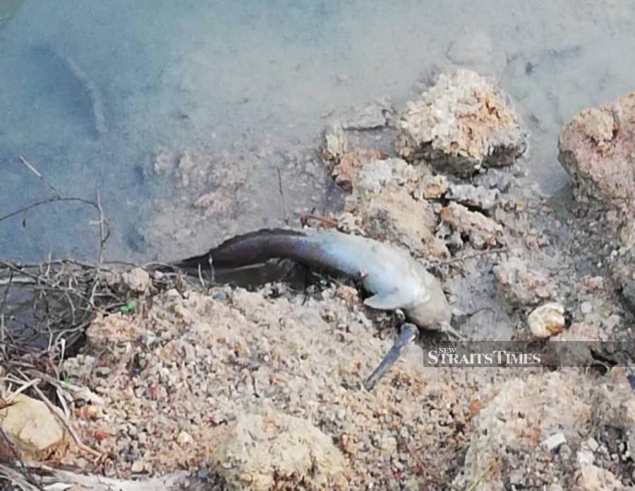 Traces of oil believed to be chemical substance and the presence of dead fish in a river near Jalan 14 Mantin near here were discovered this morning. (NSTP/Courtesy of Fire and Rescue Department)